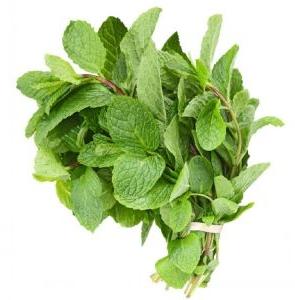 Fresh Mint Leaves