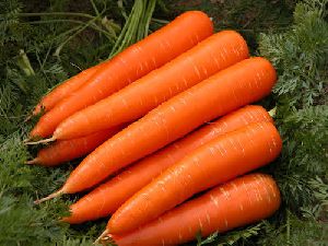 Fresh Orange Carrot