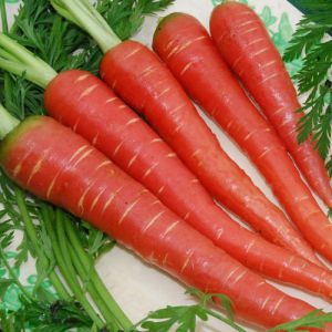 Fresh Red Carrot