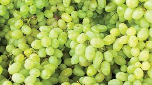 Fresh Grapes