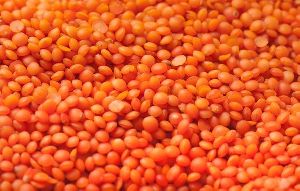 Masoor Dal