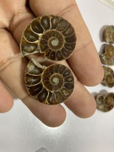 Ammonite Fossil stone