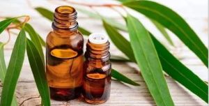 Eucalyptus Oil