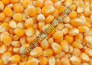 Maize Seeds