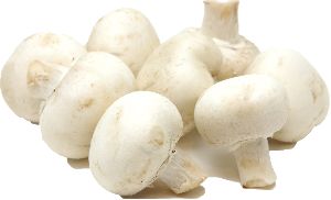Button Mushroom