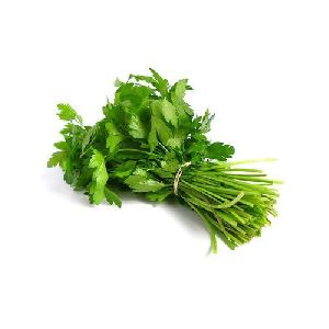 Fresh Coriander Leaves