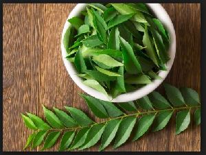 Fresh Neem Leaves