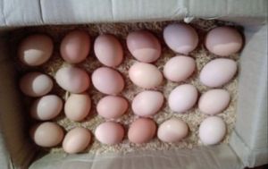 Bhimavaram Chicken Egg