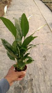 Spathiphyllum Plant