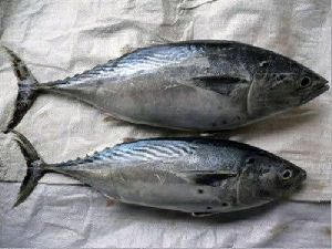 Skipjack Tuna Fish