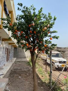 Orange Artificial Tree 12 Feet