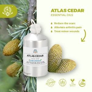 Cedrus Atlantica (Atlas Cedar)