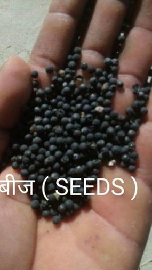 Yellow Shatavari Seeds
