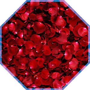 Dry Rose Petals