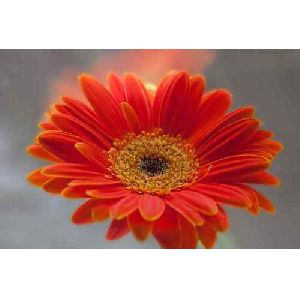 Orange Gerbera Daisy Flower