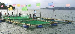 Fish Cage Systems