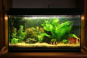 Freshwater Aquarium