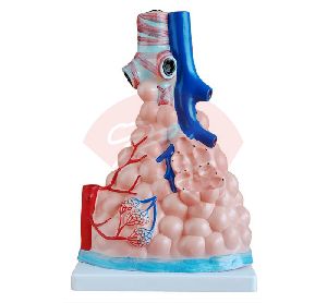 Magnified Pulmonary Alveoli Model