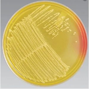 Mannitol Salt Agar Plate