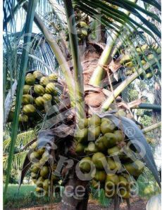 hybrid coconut seedling