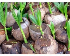 Natural Coconut Seedlings