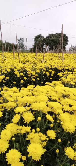 Aishwarya 2 Chamanthi Nursery Plants