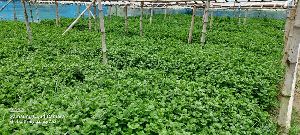 Sent Yellow Chamanthi Plants