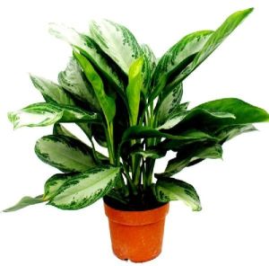 Aglaonema Plants