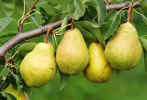 Pear Plants