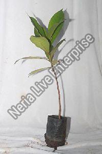 Almond Grafted Plant
