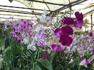 Artificial Orchids Plant
