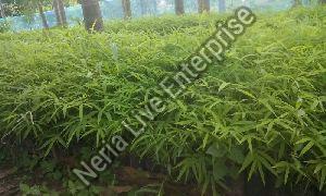 Hamiltonii Bamboo Plants