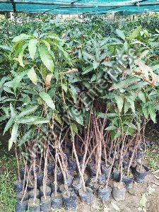 Mango Amrapali Grafted Plant