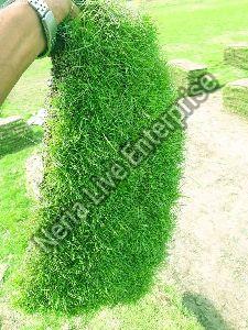Mexican Carpet Grass