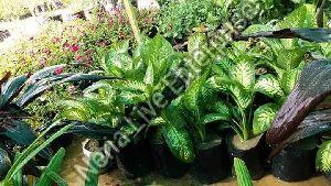 Stromanthe Plant