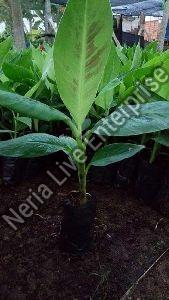 Tissue Culture Banana Plant