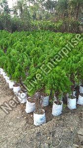 Tuja Pine Plant