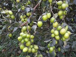 Apple Plants