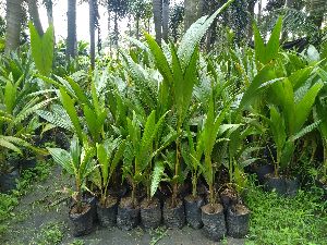 Coconut Plants