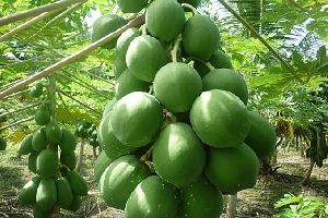 papaya plants