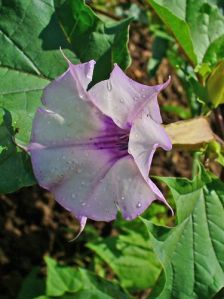 Black Datura Stramonium