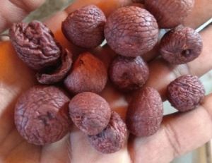 areca nut