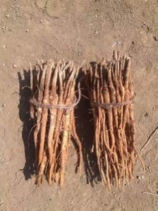 teak root shoots