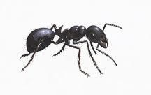 Ant Control Treatment for Red & Black ants, etc.