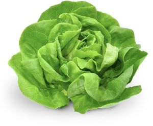 butterhead lettuce