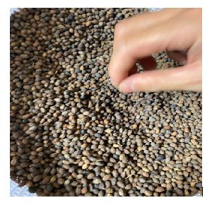 IBP9 Papaya Seeds