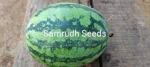 Samrudh Watermelon Seeds