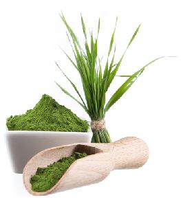 Wheatgrass Extract