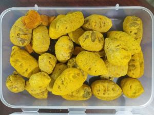 Dry Turmeric Bulb