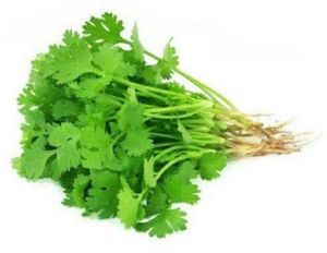 Coriander Leaves